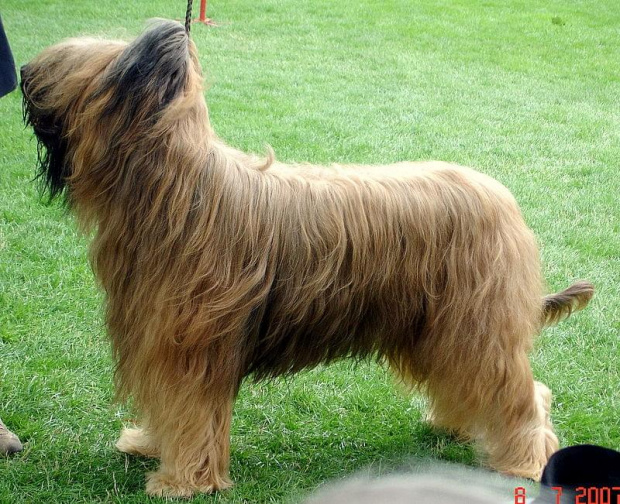 #briard #briardy #pies #psy #wystawa