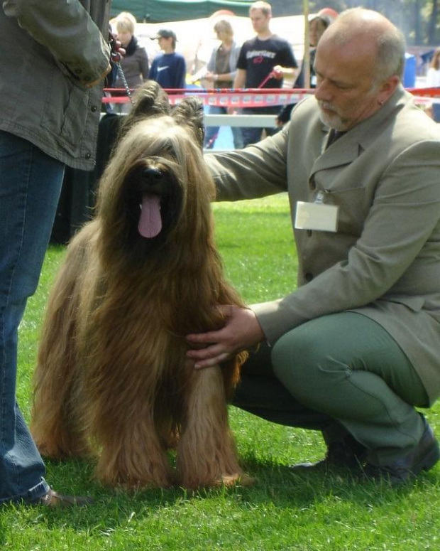 #briard #briardy #pies #psy #wystawa