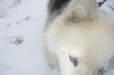 #pies #zwierzęta #natura #śnieg #AlaskanMalamute