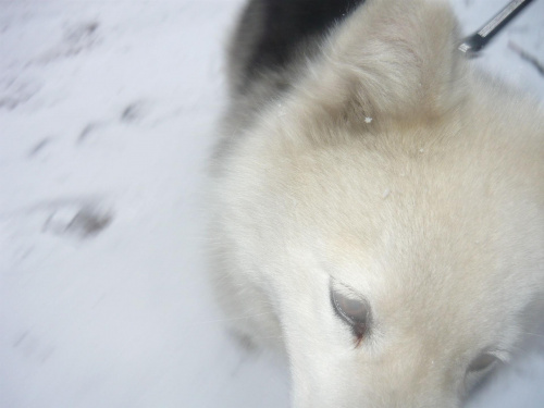 #pies #zwierzęta #natura #śnieg #AlaskanMalamute