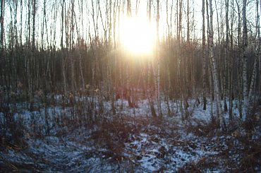 #DRZEWA #LAS #SŁOŃCE #ŚNIEG #ZABAWAŚWIATŁEM #ZIMA