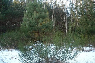 #DRZEWA #LAS #SŁOŃCE #ŚNIEG #ZABAWAŚWIATŁEM #ZIMA