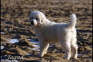 mlody oczarek podhalanski - szczeniak #PolskiOwczarekPodhalanski #podhalan #podhalany #podhalanskie #tatras #sheepdog #podhalaner
