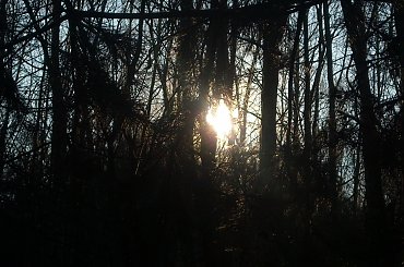 #DRZEWA #LAS #SŁOŃCE #ŚNIEG #ZABAWAŚWIATŁEM #ZIMA