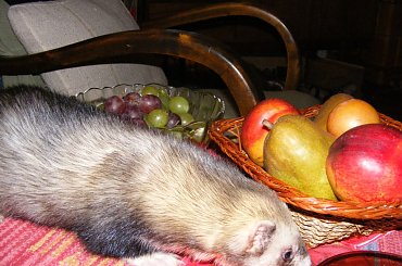 #Plastuś #PlastusiowyPamiętnik #fretka #fret