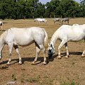 Konie lipicańskie. Rasa lipicanerów siwej maści powstała w wyniku skrzyżowania koni andaluzyjskich, neapolitańskich i arabskich na potrzeby Hiszpańskiej Szkoły Jazdy w Wiedniu w w stadninie Lipica (założonej w 1580 roku). #Słowenia #konie