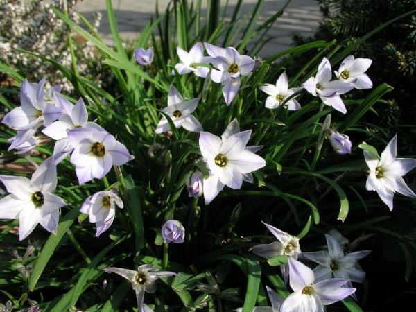 Ipheion uniflorum (Ifejon jednokwiatowy)