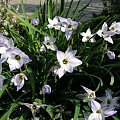 Ipheion uniflorum (Ifejon jednokwiatowy)