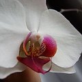 Phalaenopsis 1