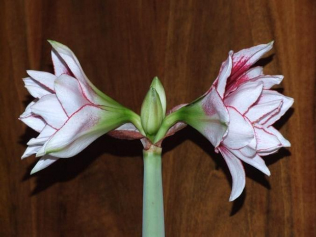 odmiana 'Elvas' - 17 stycznia 2009 #Hippeastrum #Elvas #hydroponika #amarylis