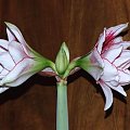 odmiana 'Elvas' - 17 stycznia 2009 #Hippeastrum #Elvas #hydroponika #amarylis