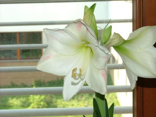 odmiana 'Limona' - 25 kwietnia 2008 #amarylis #Hippeastrum #hydroponika #Limona