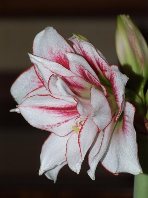 odmiana 'Elvas' - 21 stycznia 2009 #Hippeastrum #Elvas #hydroponika #amarylis