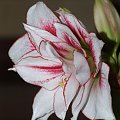 odmiana 'Elvas' - 21 stycznia 2009 #Hippeastrum #Elvas #hydroponika #amarylis