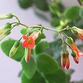 Kalanchoë 'Mirabella Red'