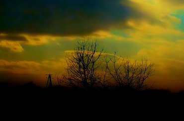 drzewko #widok #efekt #kolory #wyostrzanie #corel #zdjęcie #fotografia #grafika #efekty #obróbka #zamazywanie #kolor #czarny #biały #ZKolorowym #element #drzewo #przyroda #czeresnia