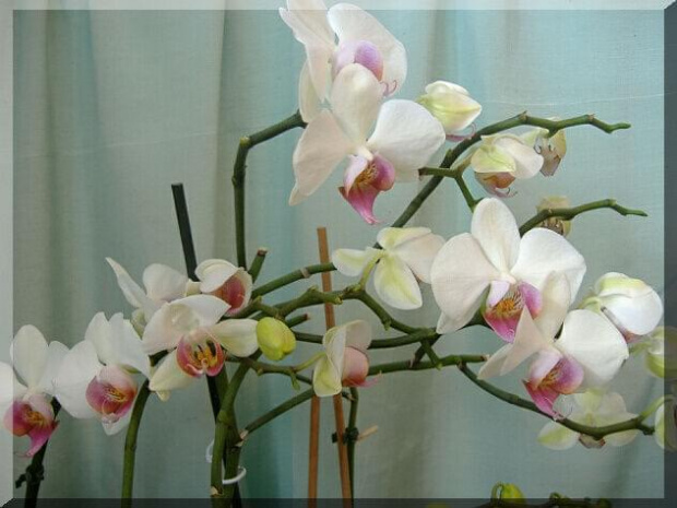 Phalaenopsis