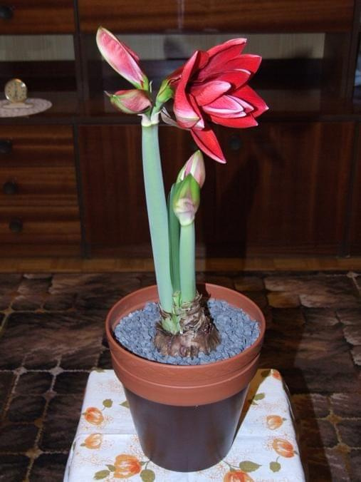 odmiana 'Double Dragon' - 24 stycznia 2009 #amarylis #DoubleDragon #Hippeastrum #hydroponika