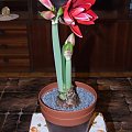 odmiana 'Double Dragon' - 24 stycznia 2009 #amarylis #DoubleDragon #Hippeastrum #hydroponika