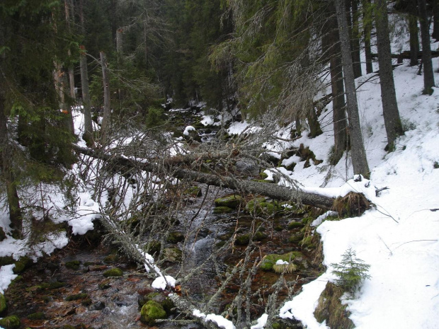:) #ferie #zakopane #narty #stok #góry #śnieg