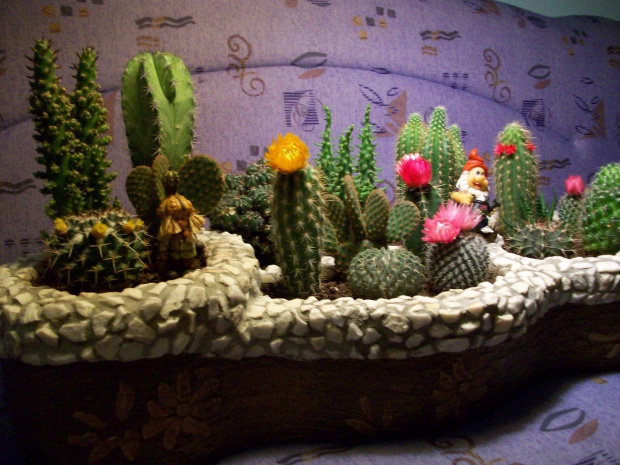 Moj maly swiat kaktusow! #kaktusy #ogrodek #natura #kwiaty #przyroda #dekoracje