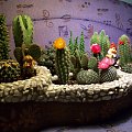 Moj maly swiat kaktusow! #kaktusy #ogrodek #natura #kwiaty #przyroda #dekoracje