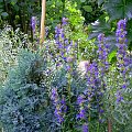 W moim ogrodzie #MÓJOGRÓD #PieknoPrzyrody #kwiaty #ogrod #MojeRosliny #rosliny #gipsowka #hyzop