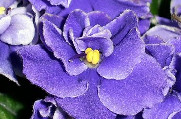 Kwiaty w moim ogrodzie #MÓJOGRÓD #kwiaty