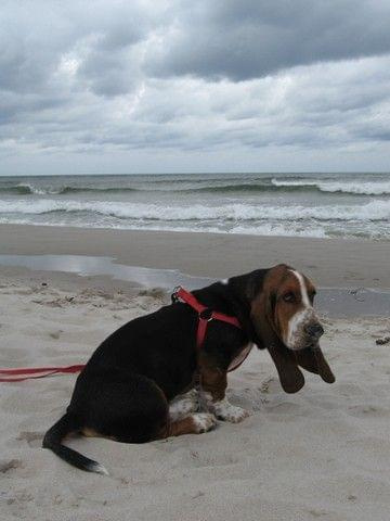 A uszy na wietrze.....! #BassetHound #Boogie #pies #morze #Bałtyk