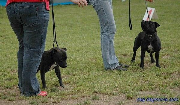 quantanamerra kacciora staff-ka i human dogs fci linda evangelista