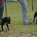 quantanamerra kacciora staff-ka i human dogs fci linda evangelista