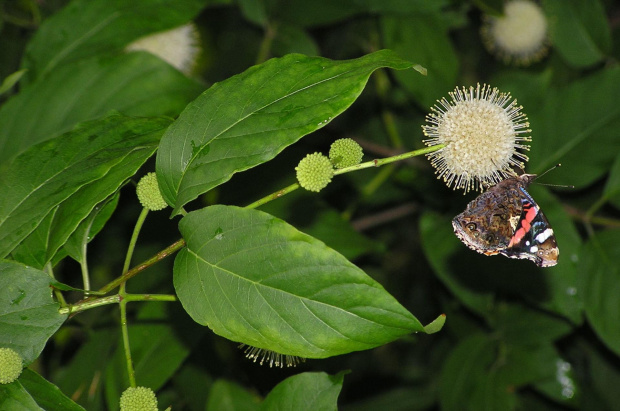 Ogród Botaniczny we Wrocławiu - lato 2007 #Wrocław #przyroda #ogrody