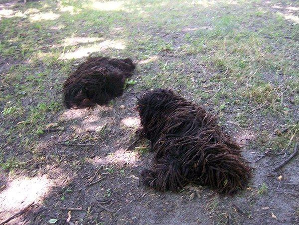 hungarian puli