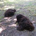 hungarian puli