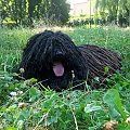 hungarian puli