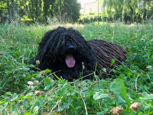 hungarian puli