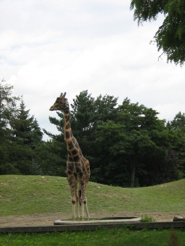 żyrafa w wrocławskim zoo :)