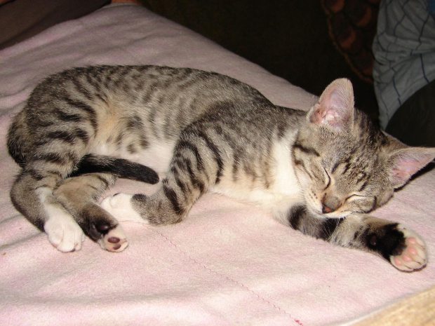 Kotek śpi #zwierzęta #kot #śpioch #mały #kochany