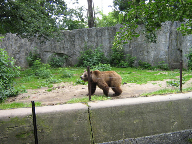 niedźwiad we wrocławskim zoo :)