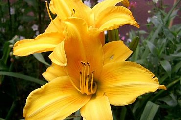 W moim ogrodzie - liliowiec żółto-pomarańczowy #Liliowce #kwiaty #lato #MojeRosliny #MÓJOGRÓD #ogrod #PieknoPrzyrody #rosliny