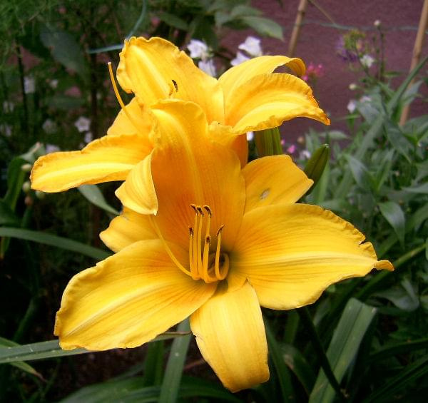 W moim ogrodzie - liliowiec żółto-pomarańczowy #Liliowce #kwiaty #lato #MojeRosliny #MÓJOGRÓD #ogrod #PieknoPrzyrody #rosliny