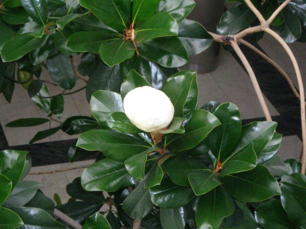 Magnolia