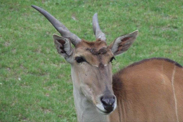 Chorzowskie ZOO - ELAND