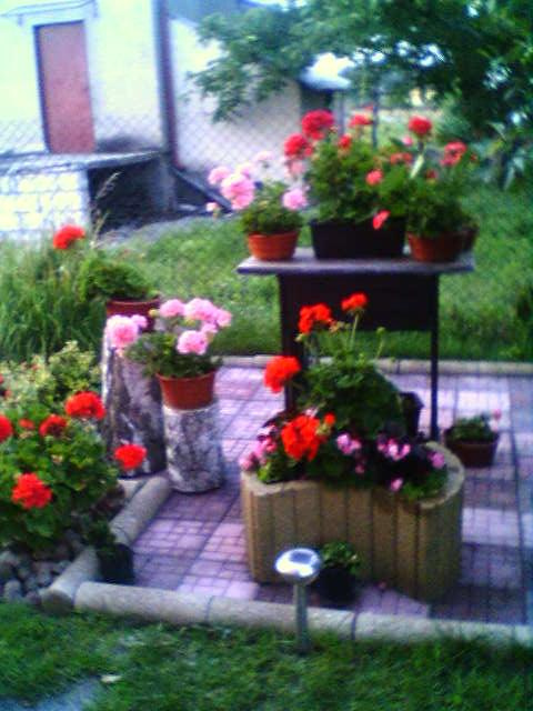 Pokaz mojej mamy na podwórku blehh #Kwiatek