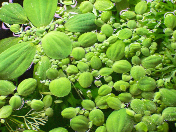 Pistia