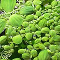 Pistia