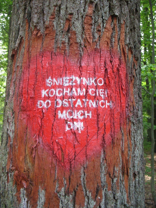 KOLUSZKI LAS Wyznanie miłości na pniu drzewa #KOLUSZKI #LAS #WYZNANIEMIłOŚCI #ŚNIEŻYNCE