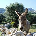 Naxos