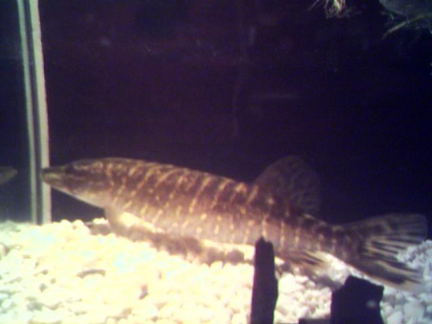 mój szczupak #ryby