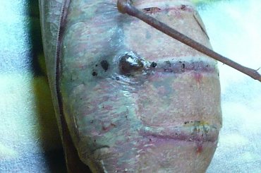 #Sphodromantis #gastrica #choroba #guz